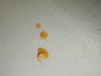 This was under the bathroom counter. I'm not sure what it is but it's disgusting. It was in other places too, near the doorway to the bedroom and on the ceiling in a corner.