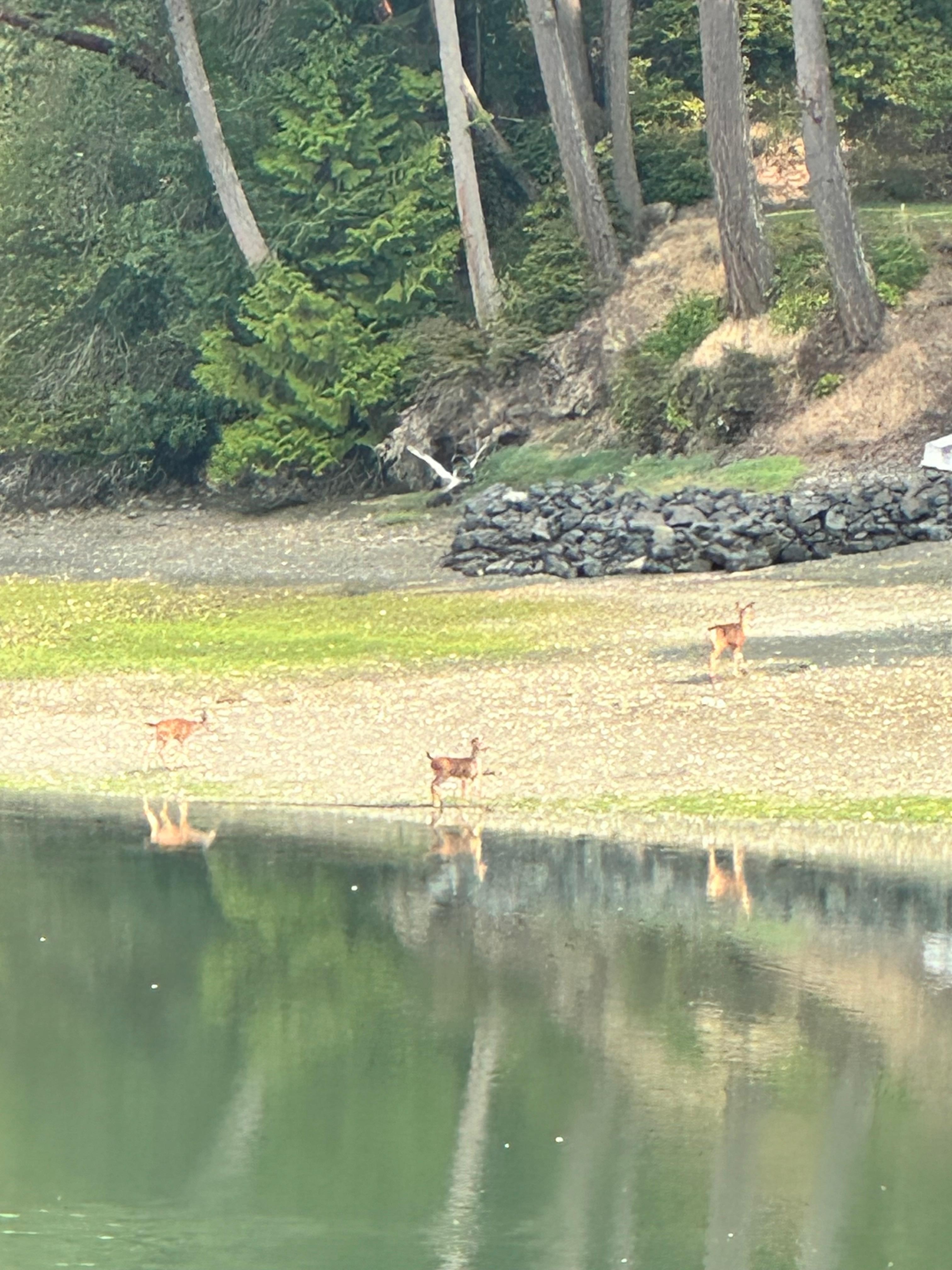 3 Doe’s on the shore. 