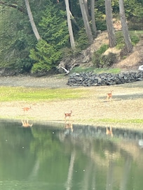 3 Doeâs on the shore.