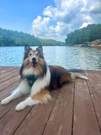 Our dog loved it here too!