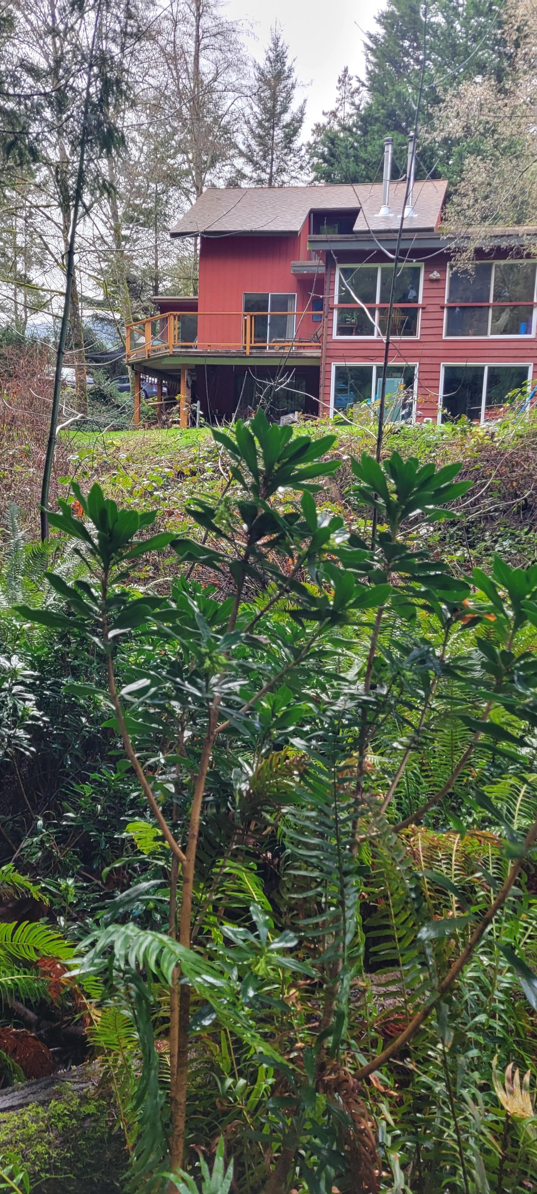 Looking back att
The house from the creek behind