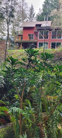 Looking back att
The house from the creek behind