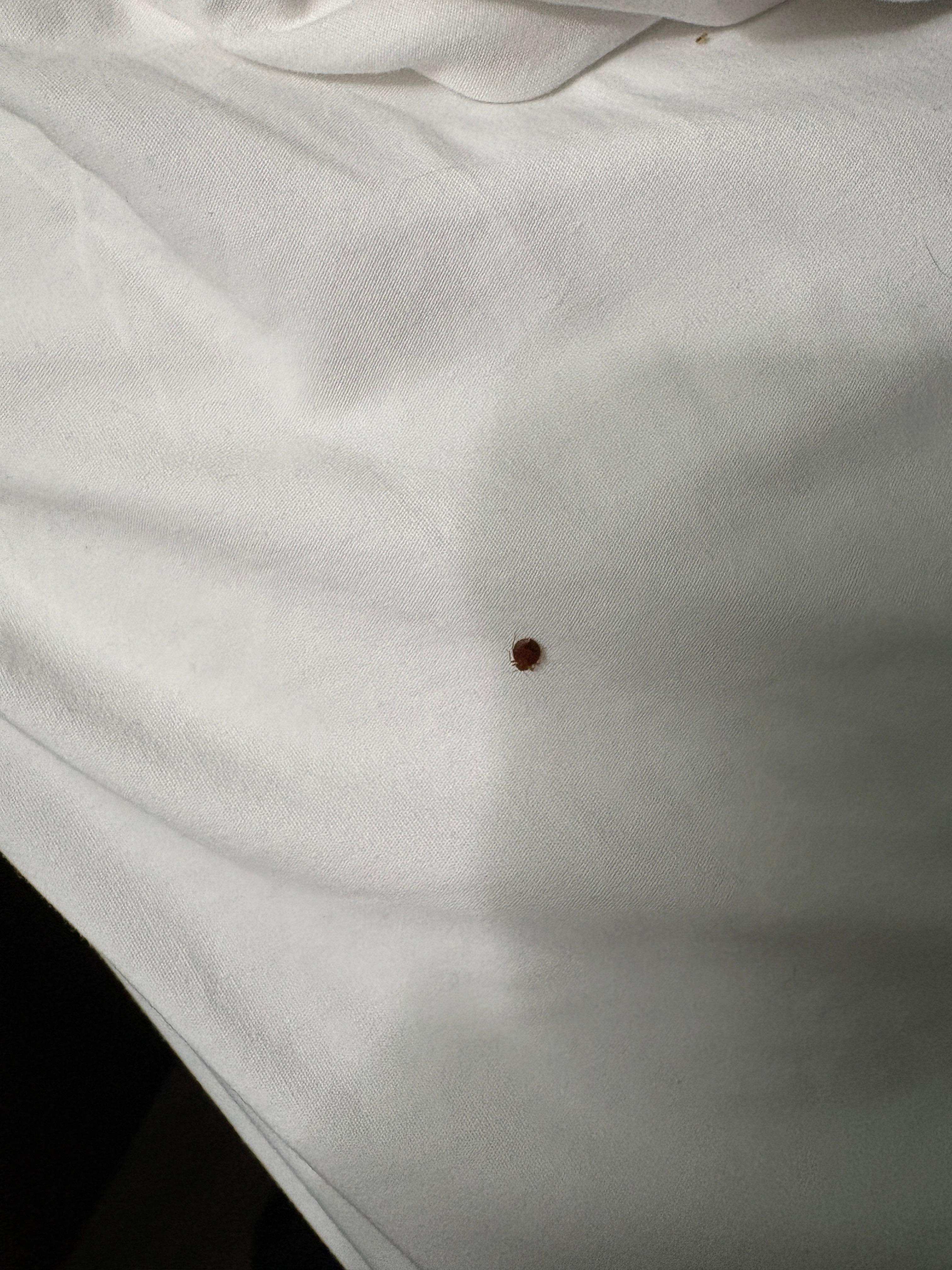 Both beds in the room have bedbugs.