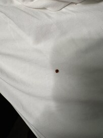 Both beds in the room have bedbugs.