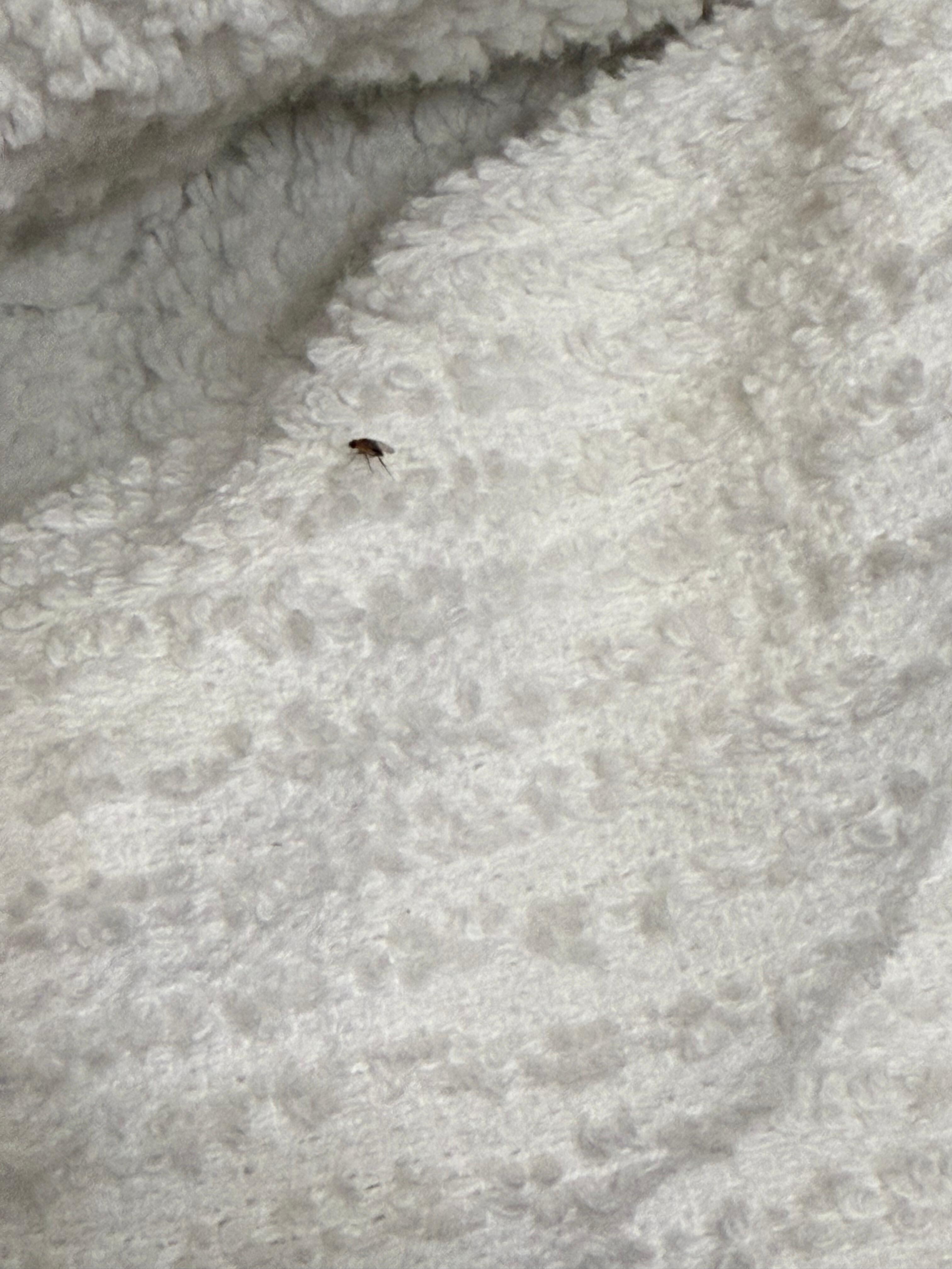 Bug on towels