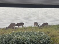 Morning visitors