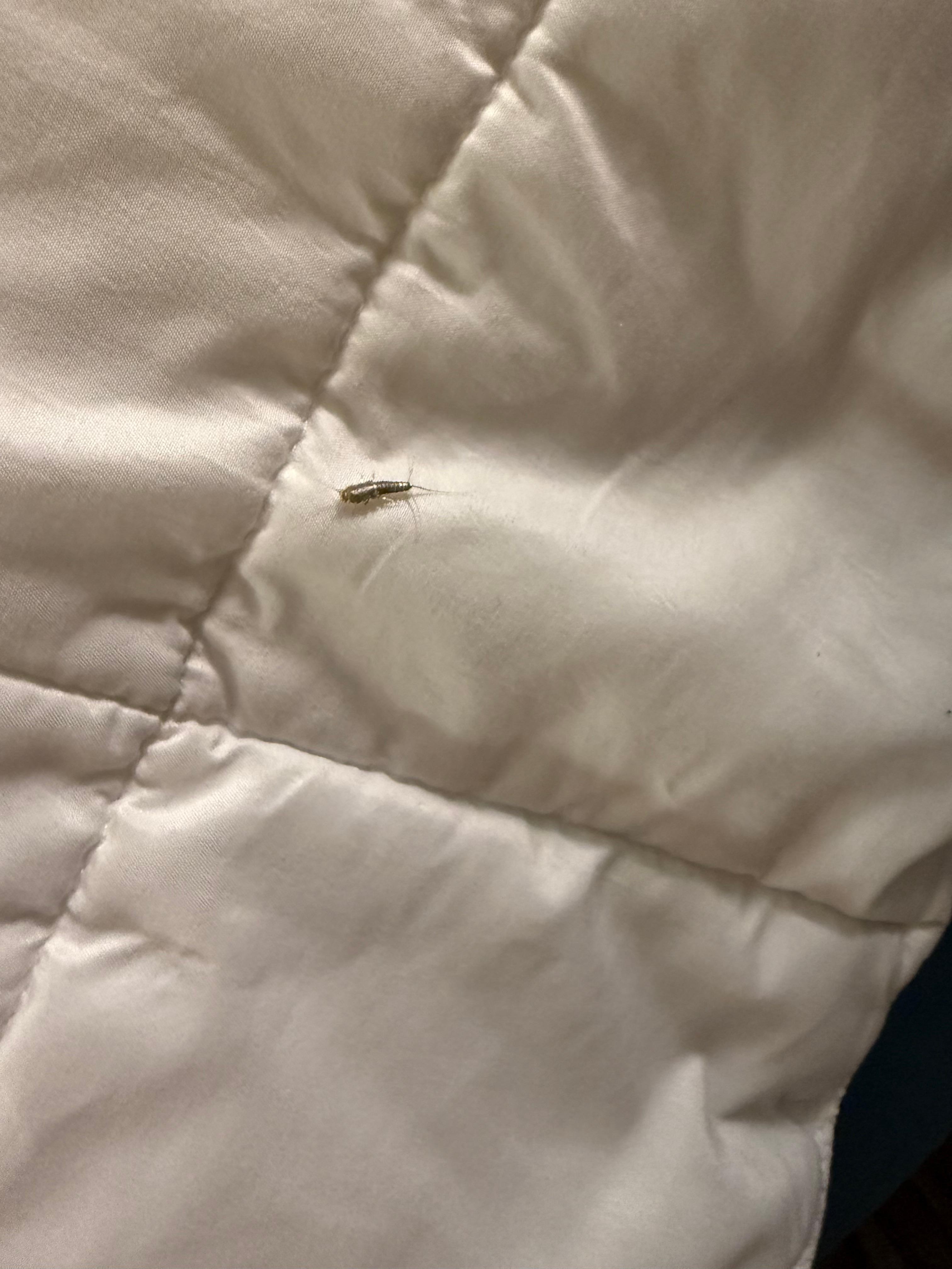 Closer look up at the silverfish