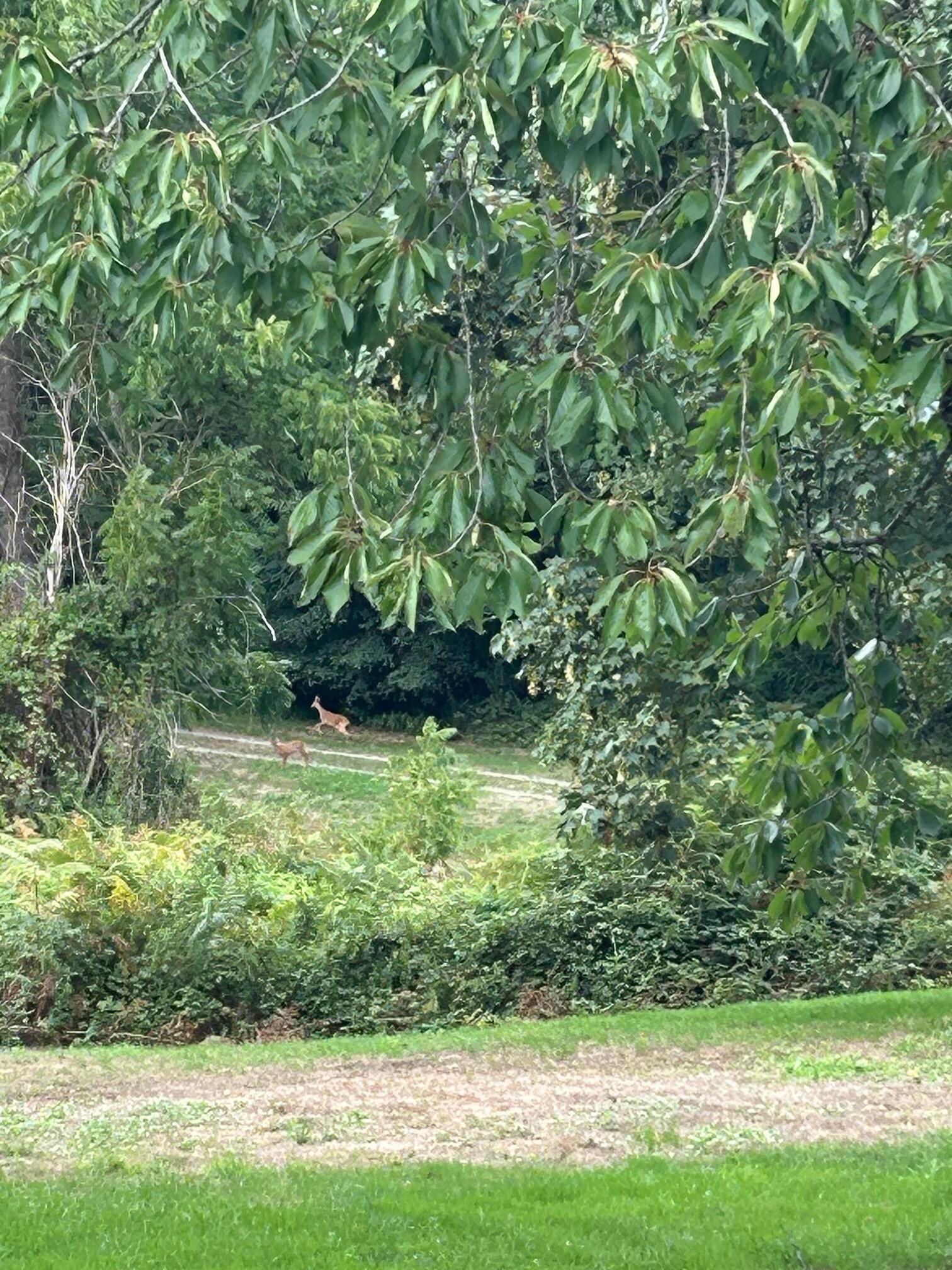 Wild deer in Le Manoir gardens