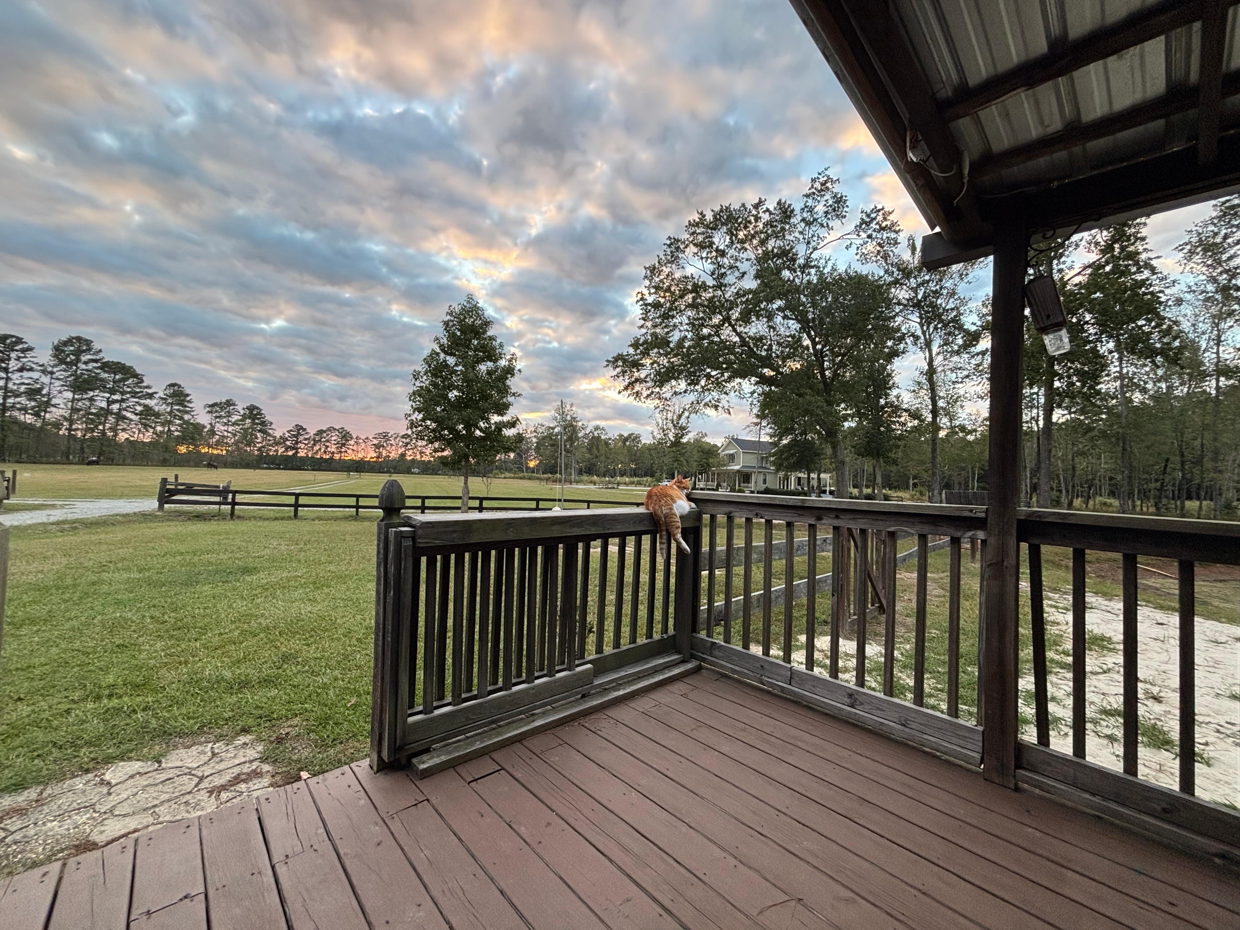 Finn chilling on the porch with us - he’s such a love bug! 
