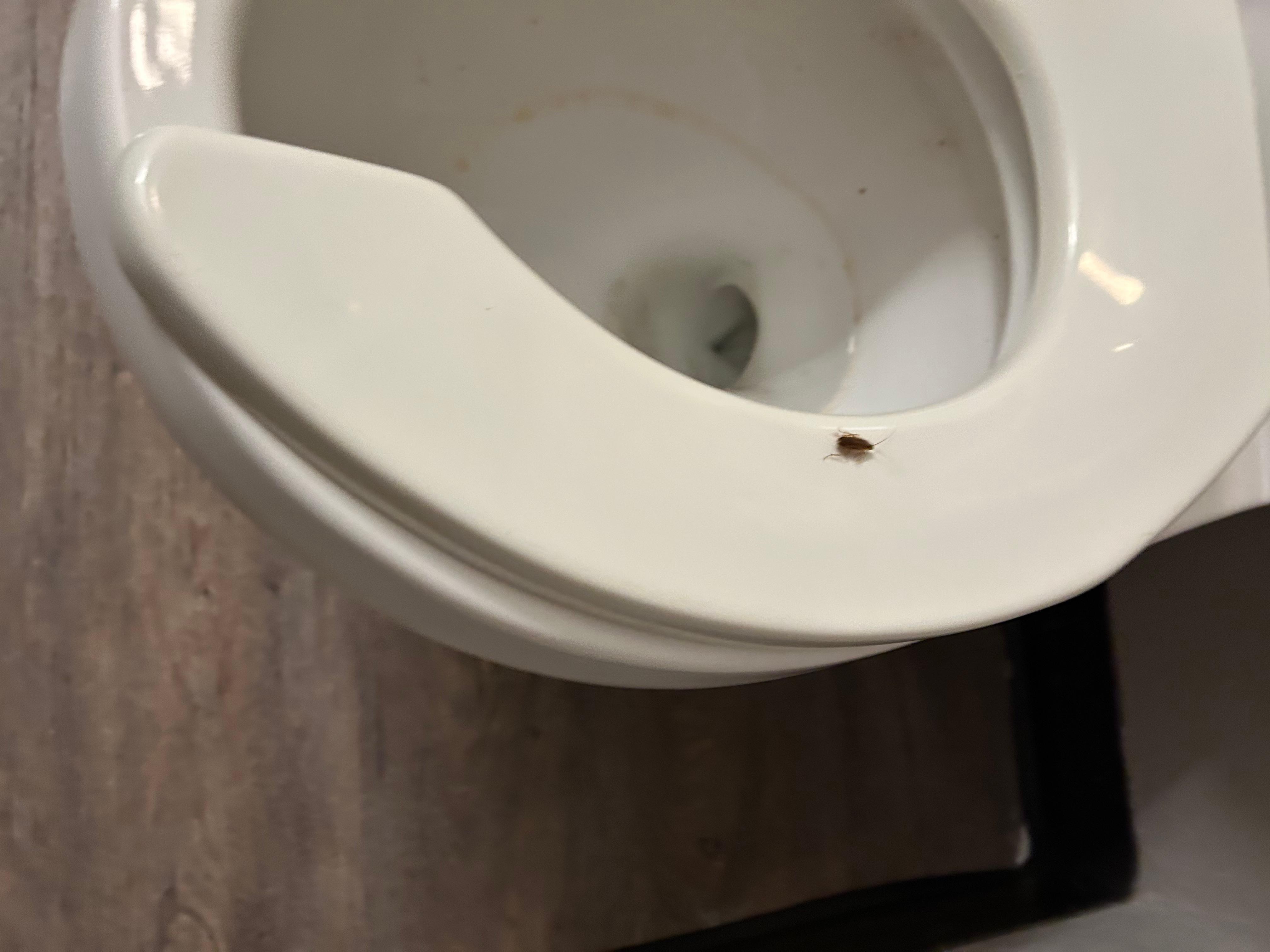 Roach on the toilet seat
