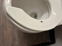 Roach on the toilet seat