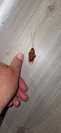 bugs, bugs, bugs