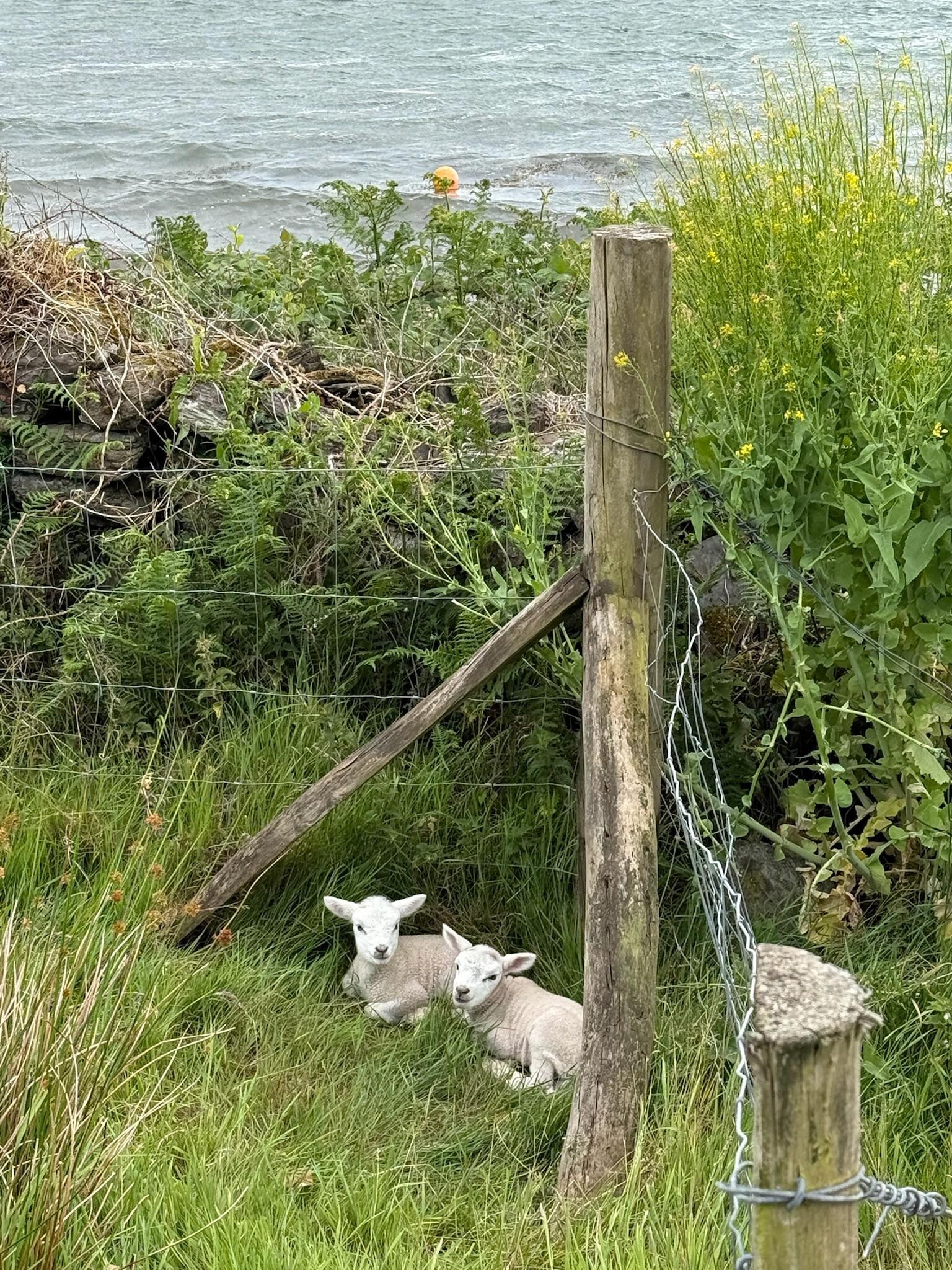 Babies!