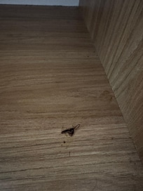 Lots of bugs everywhere.