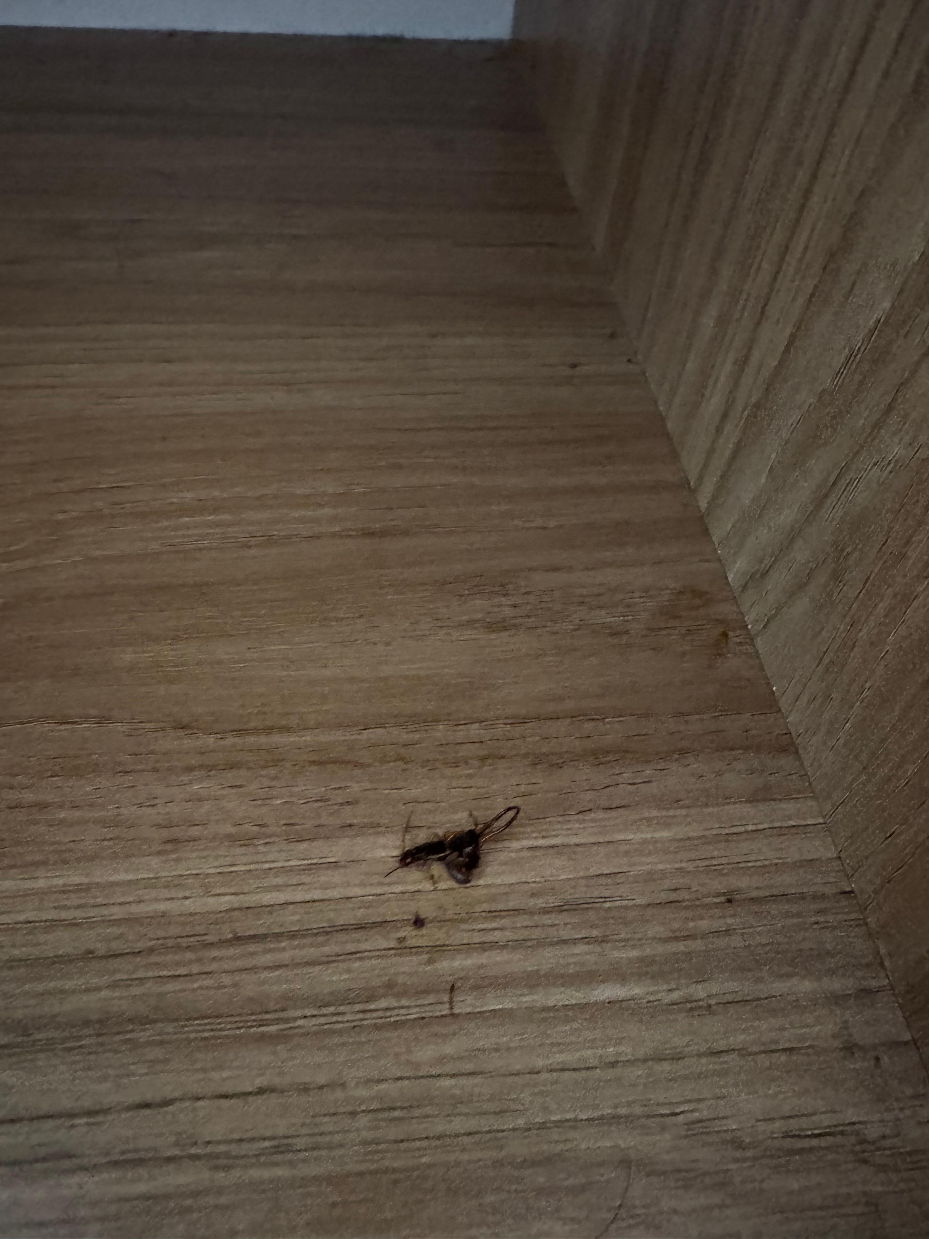 Lots of bugs everywhere.