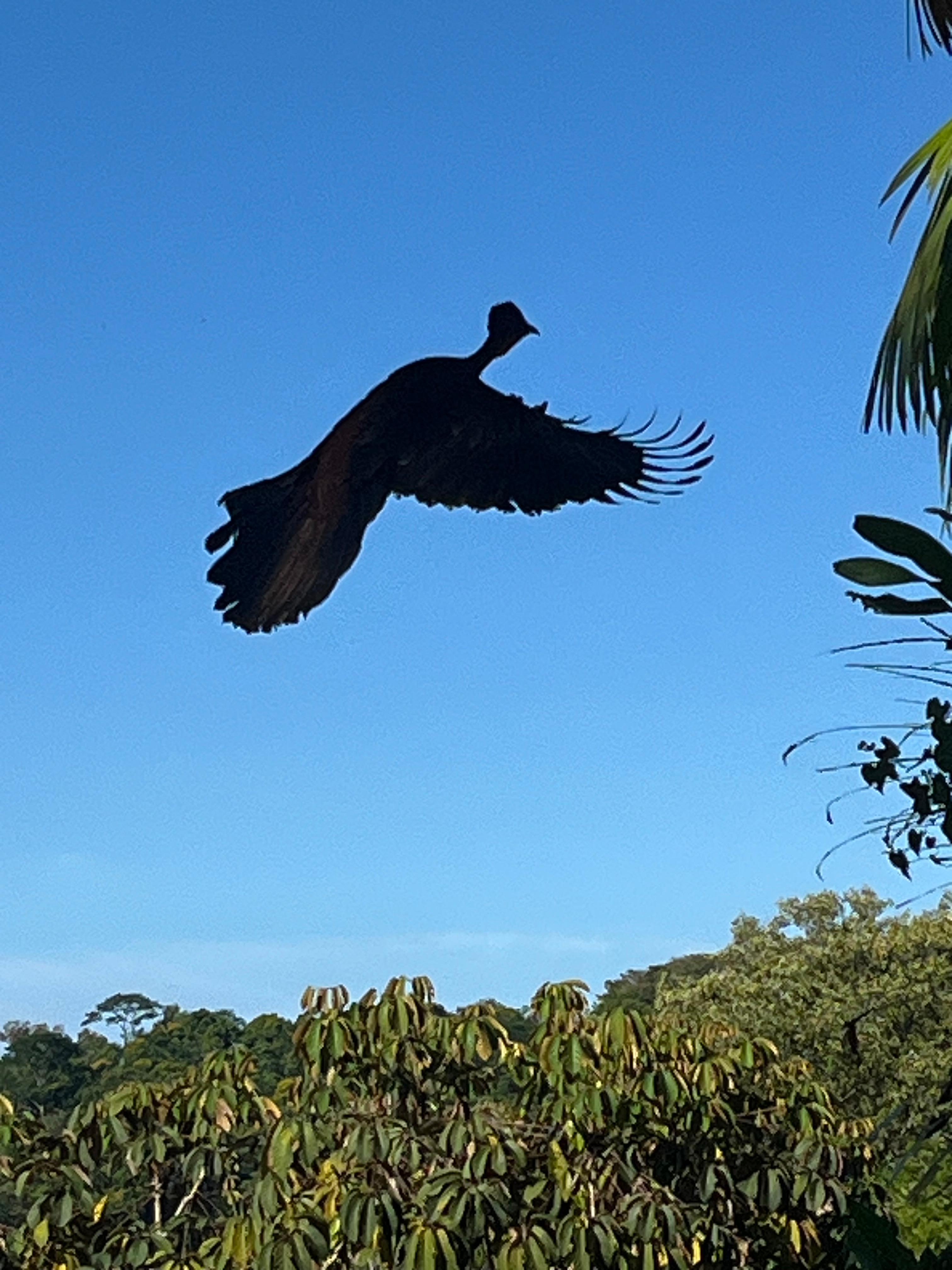 Crested guans nest nearby 