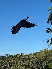Crested guans nest nearby