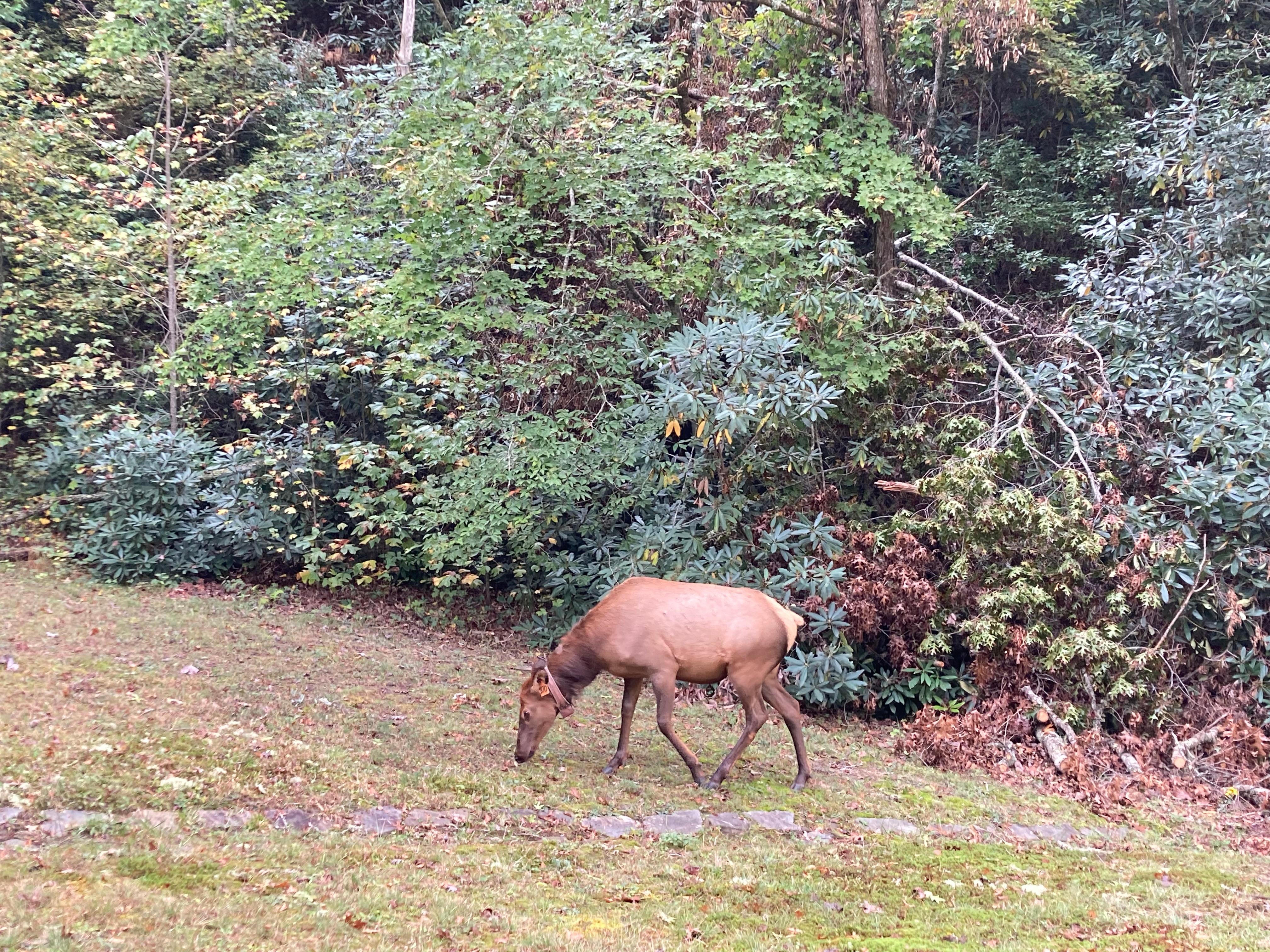 Love the wildlife at The Great Smoky Mountains Park. Easy access. 