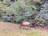 Love the wildlife at The Great Smoky Mountains Park. Easy access.