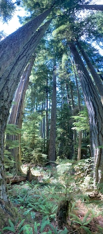 Wanderung auf dem Cowichan River Trail