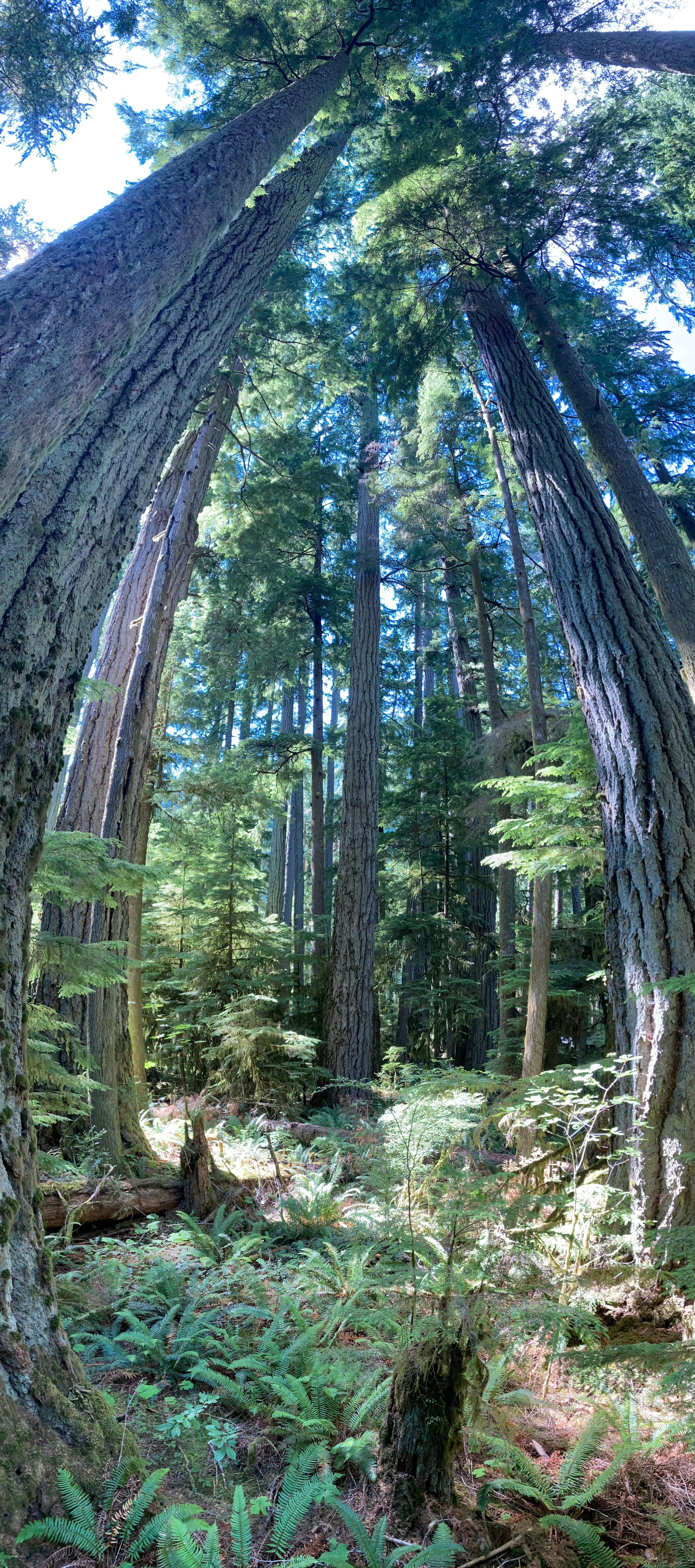 Wanderung auf dem Cowichan River Trail