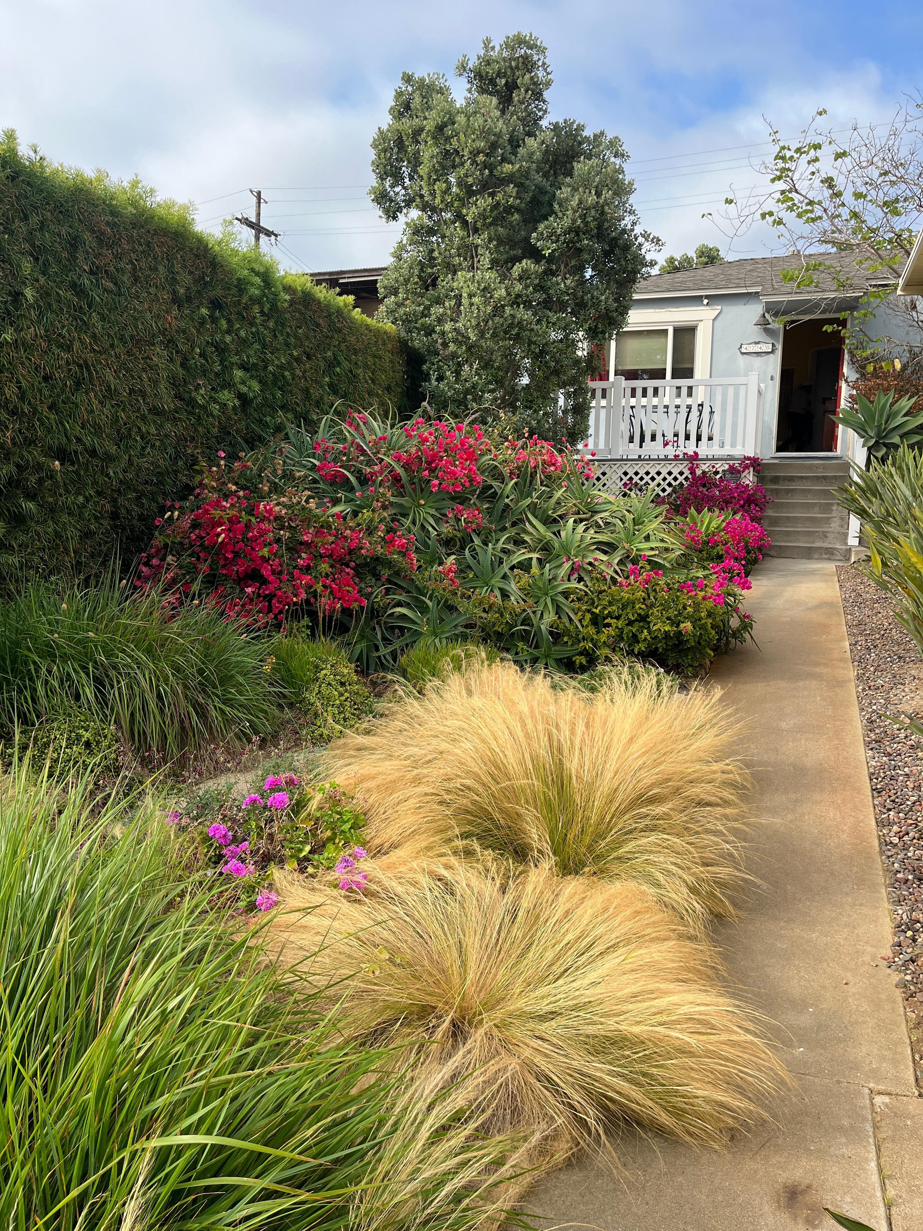 Gorgeous pollinator friendly front yard