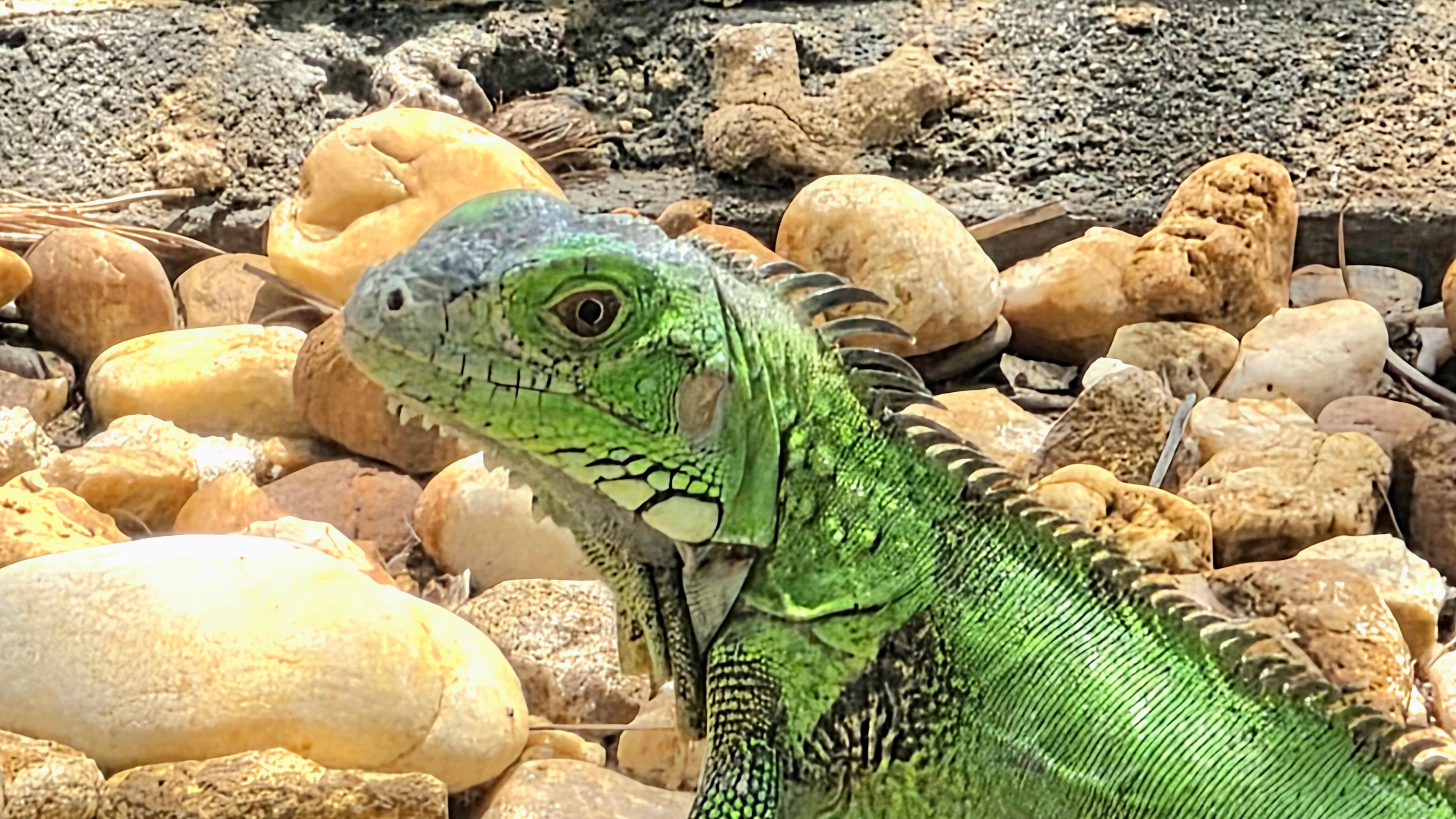 Another resident iguana