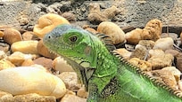 Another resident iguana
