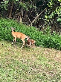Visitors in the backyard.