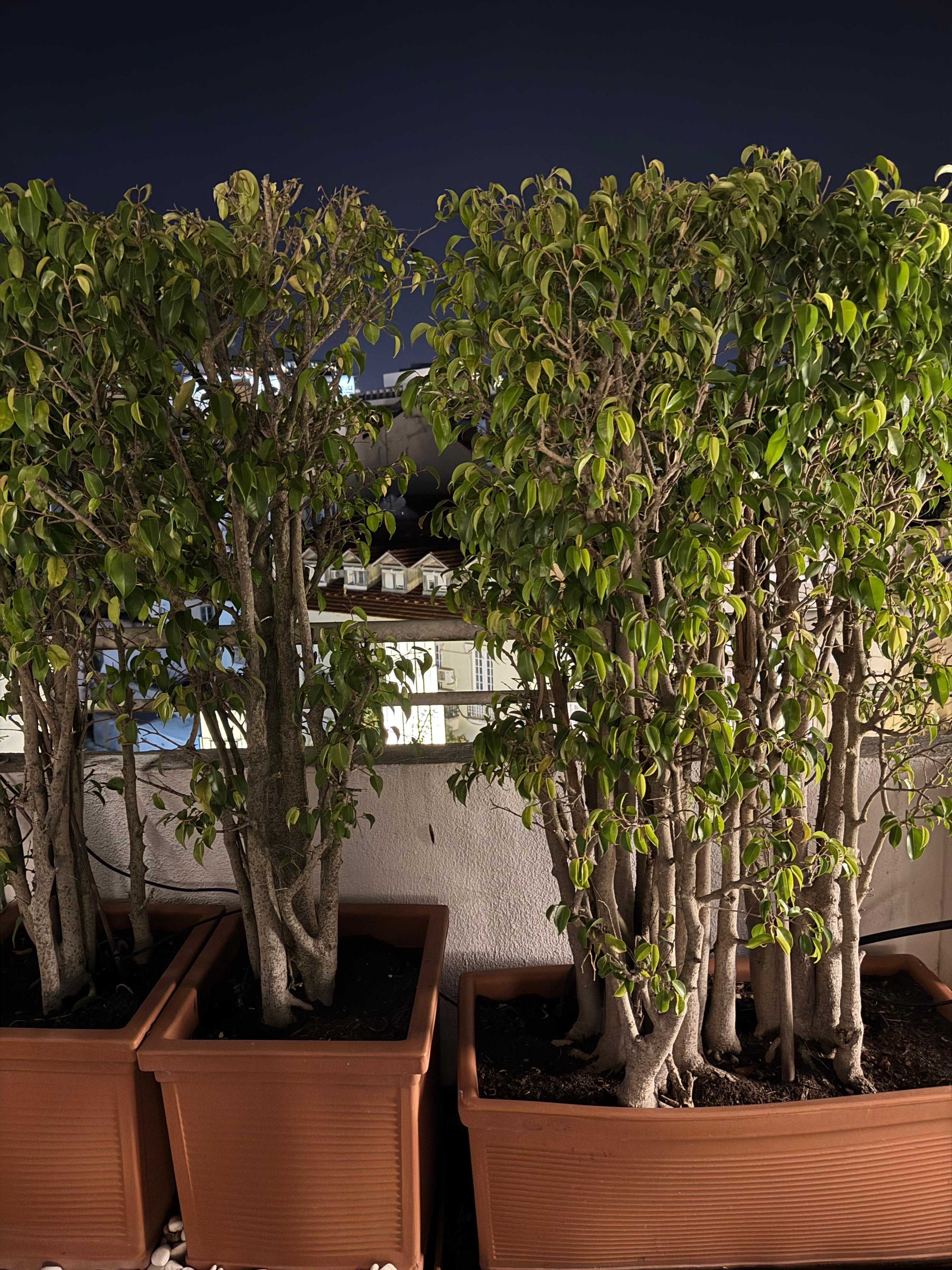 Hotel Lisboa Hertage