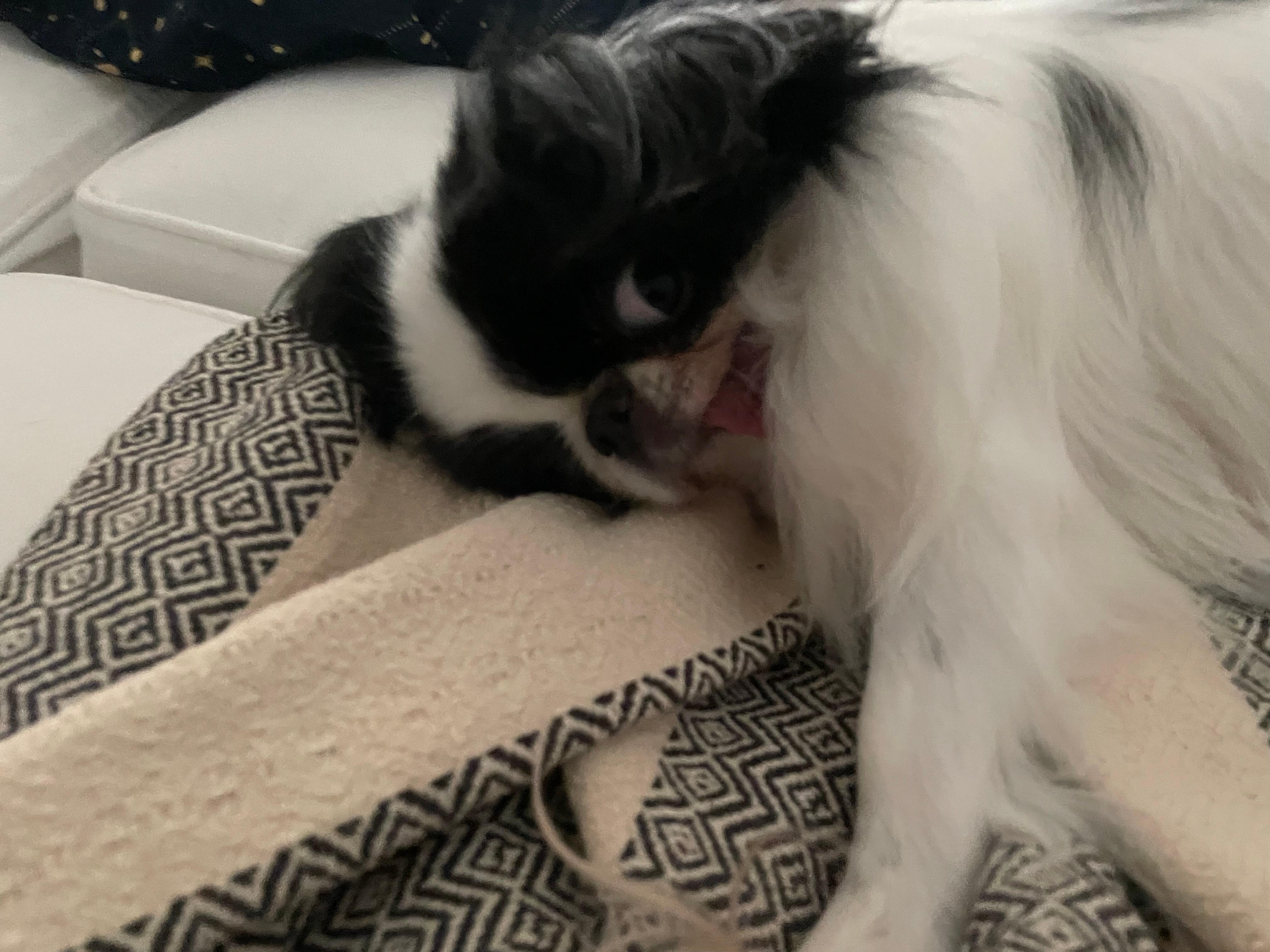 My dog is usually very shy but loved the place instantly and was very comfy!