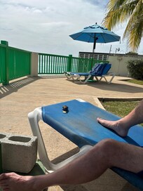 Sharing lunch with a bullfinch