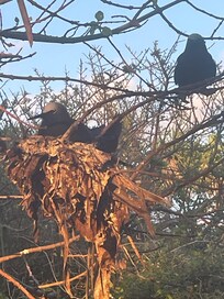Noddies nesting