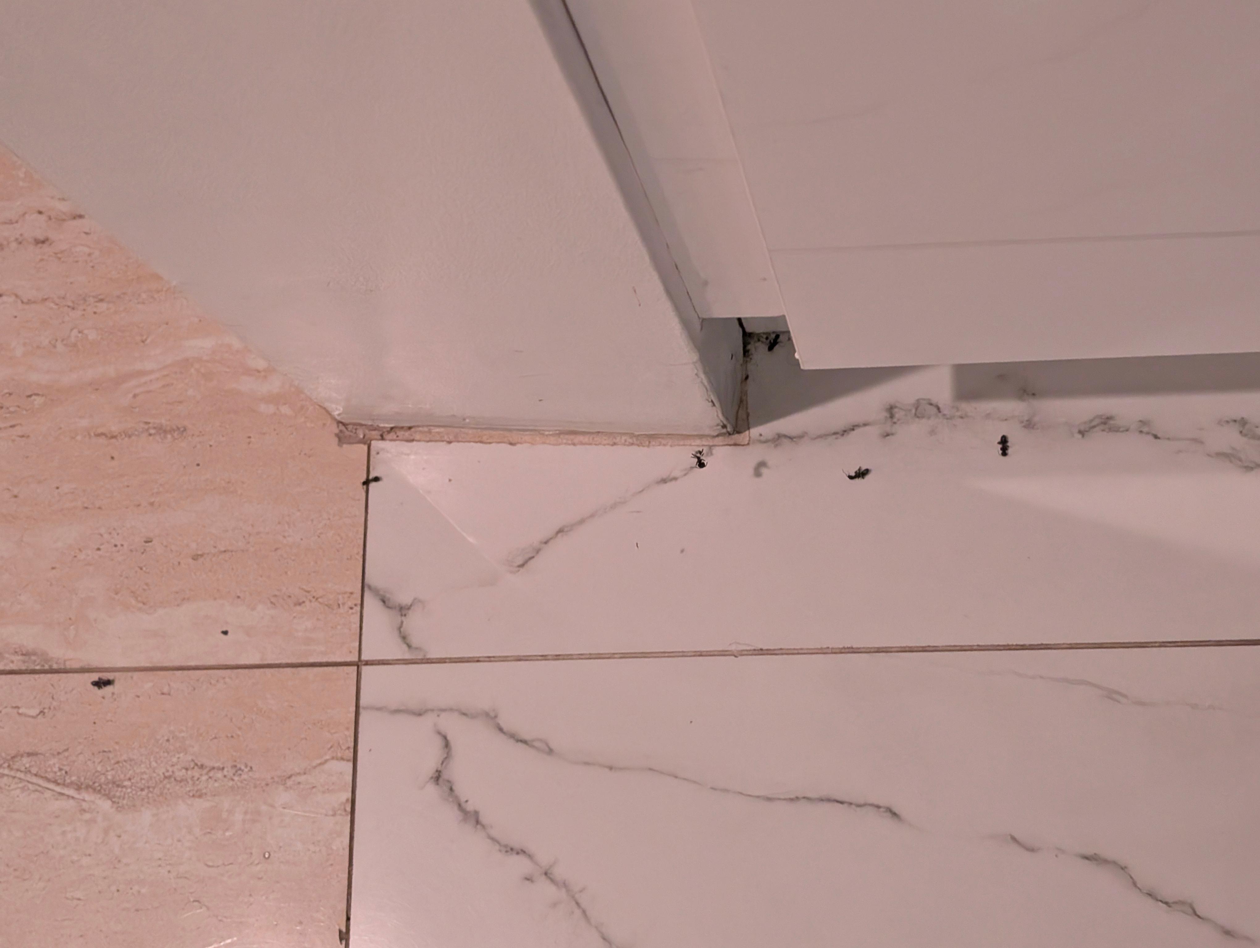 Bugs in the kitchen