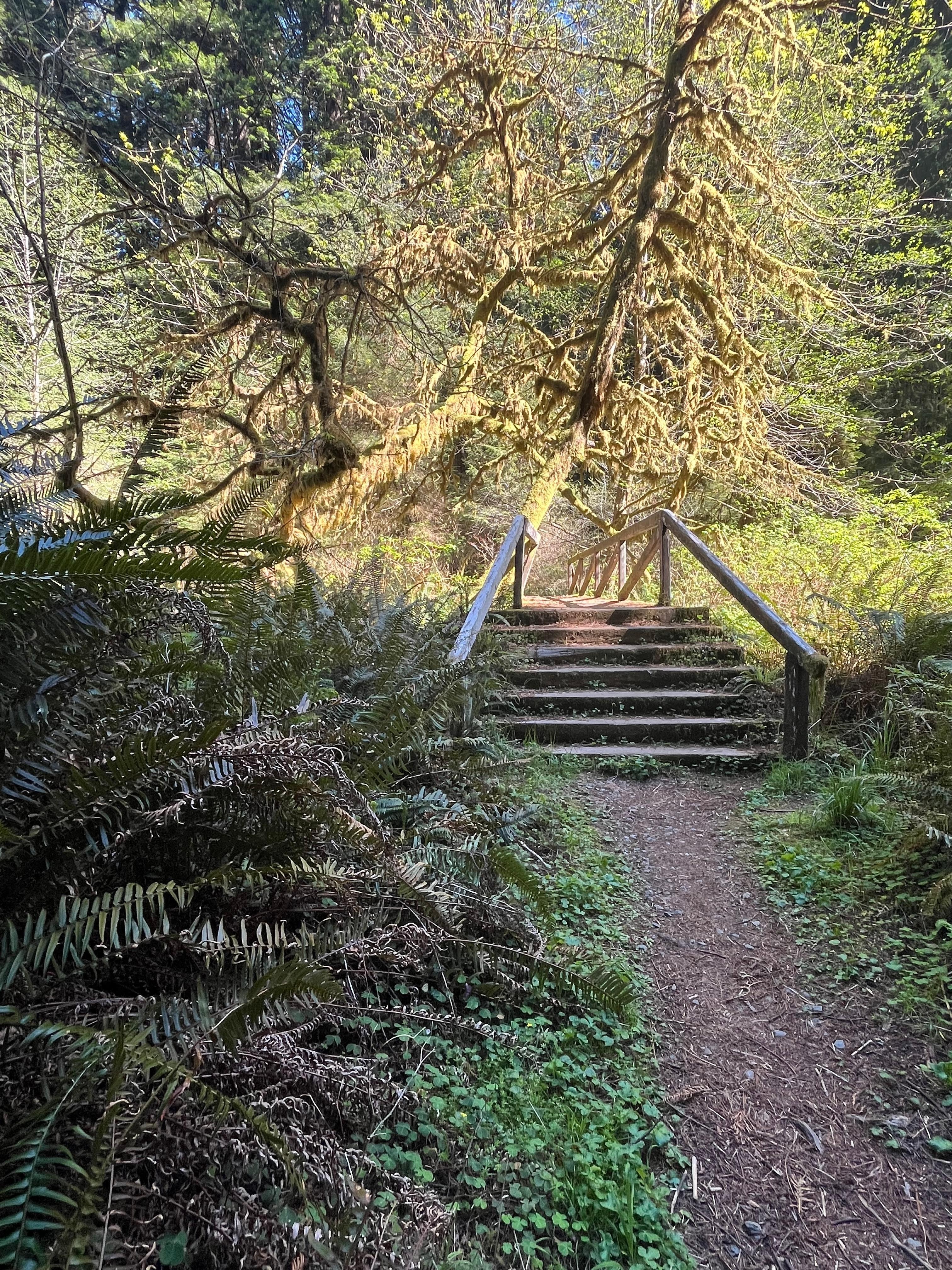 Prairie creek Redwood State Park 