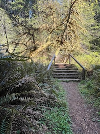 Prairie creek Redwood State Park