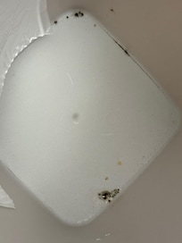 Mold in garbage
