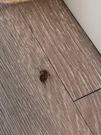 Dead roach.