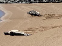 Monk Seals at Salt Pond Beach