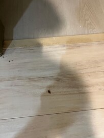 Roaches were in the kitchen and hallway. This is the last one we saw.