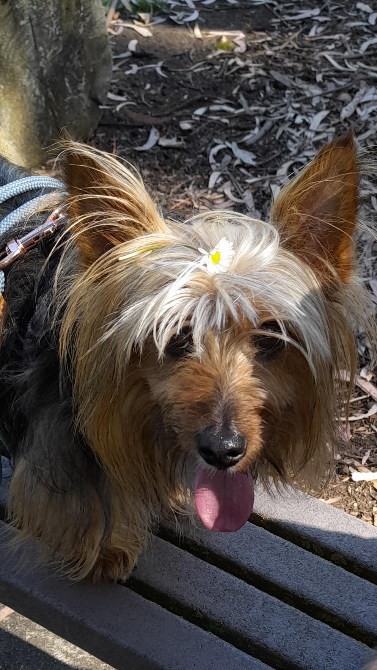 Hank loved his stay except he thinks the "floor is lava". Not used to slippery tiles.😂