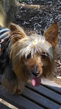 Hank loved his stay except he thinks the "floor is lava". Not used to slippery tiles.😂