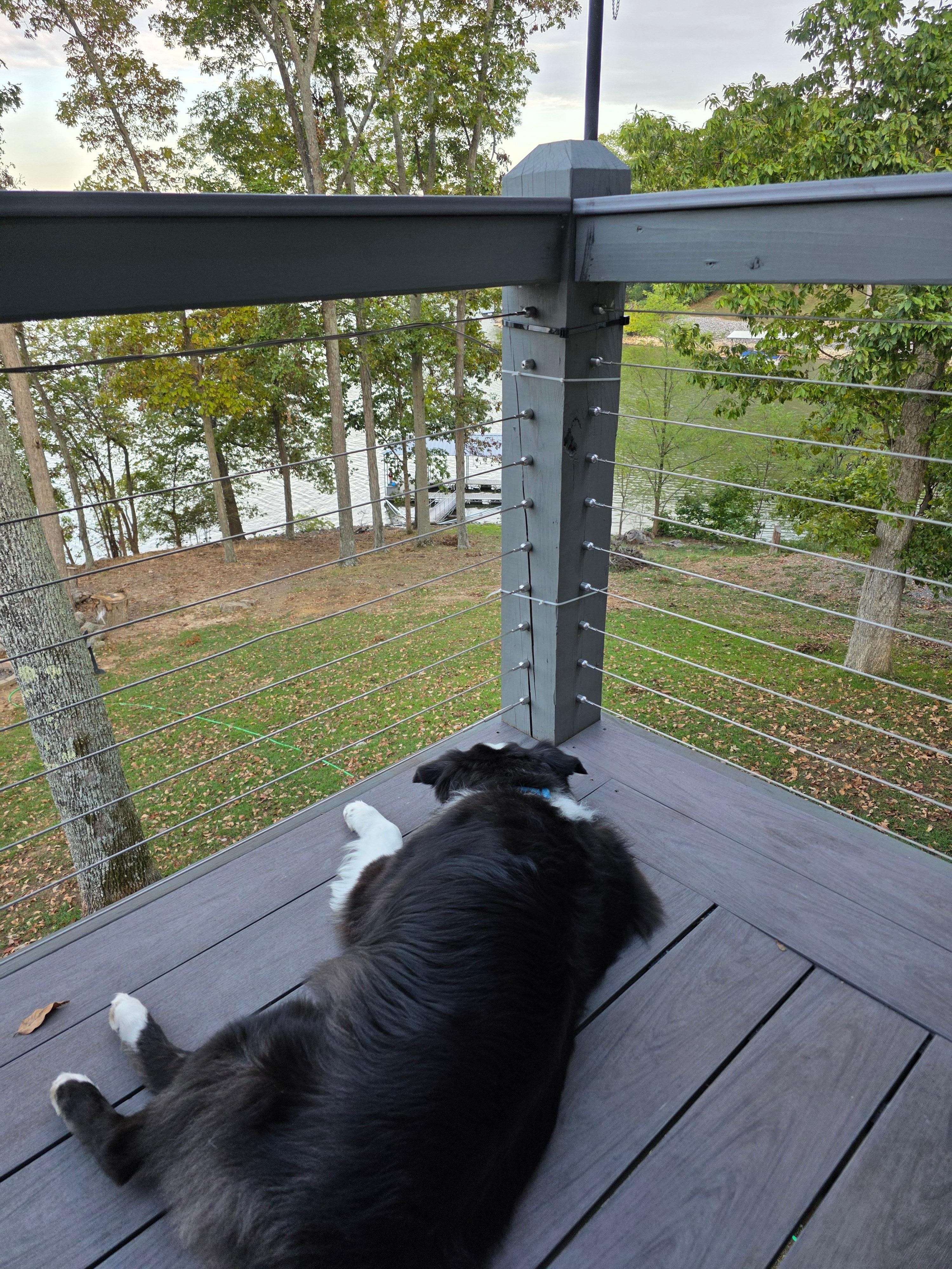 Pup chillin on the upper deck