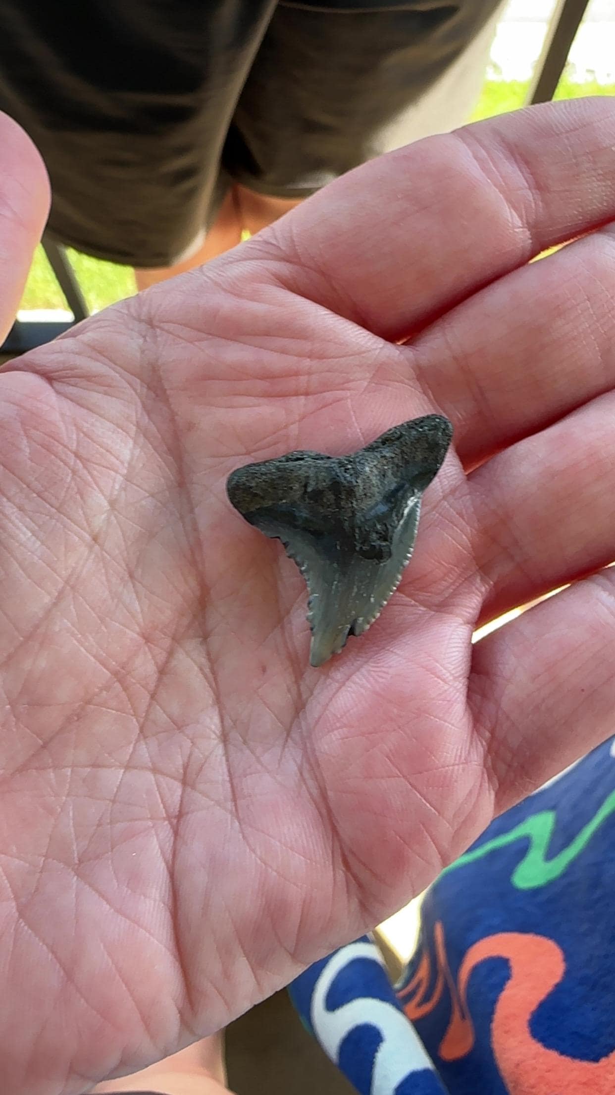 Found a big shark tooth