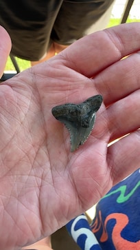 Found a big shark tooth