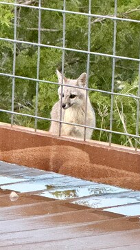 A visit by a beautiful and curious gray fox