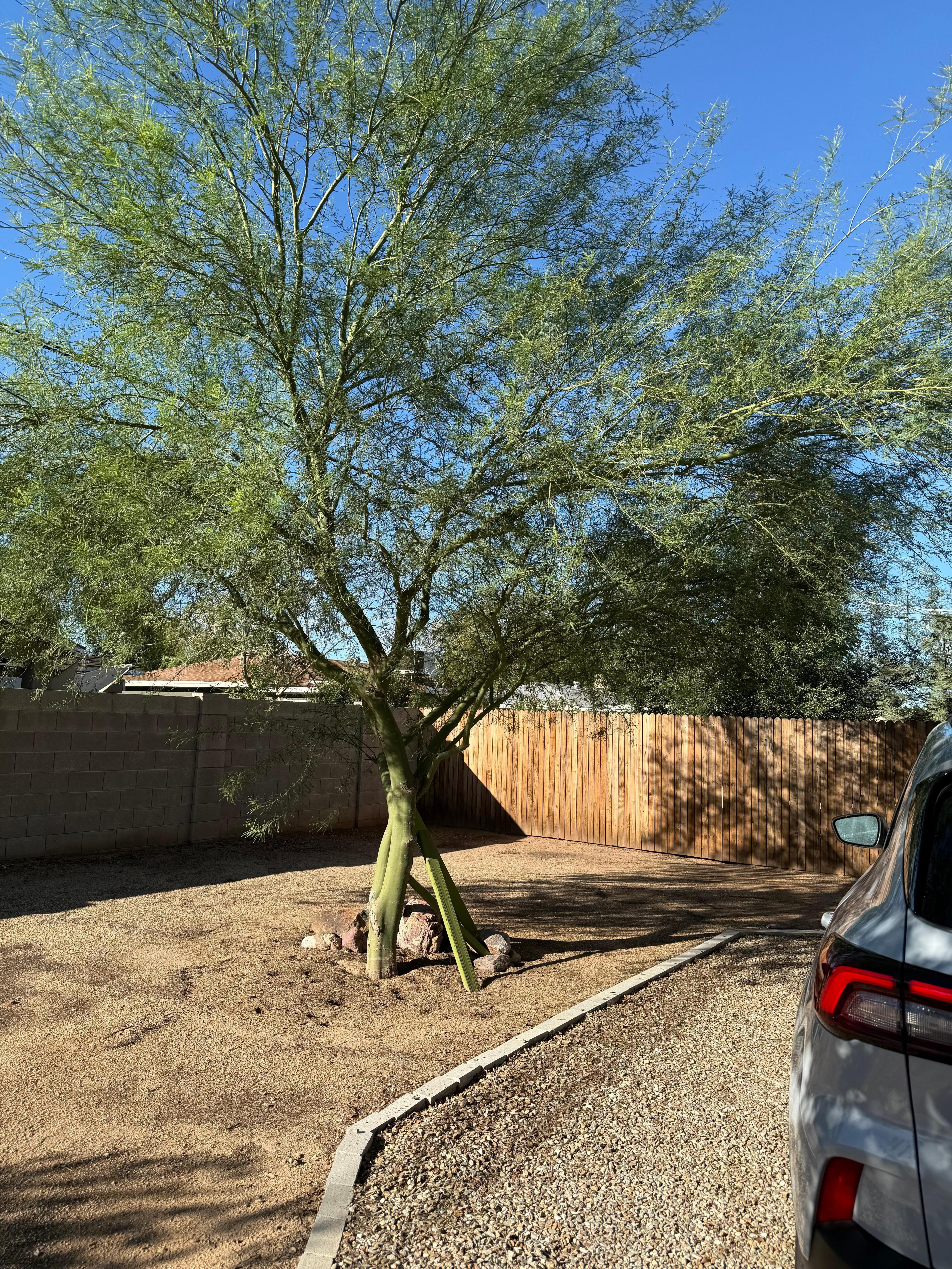 Palo Verde tree aside parking spot
