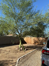 Palo Verde tree aside parking spot