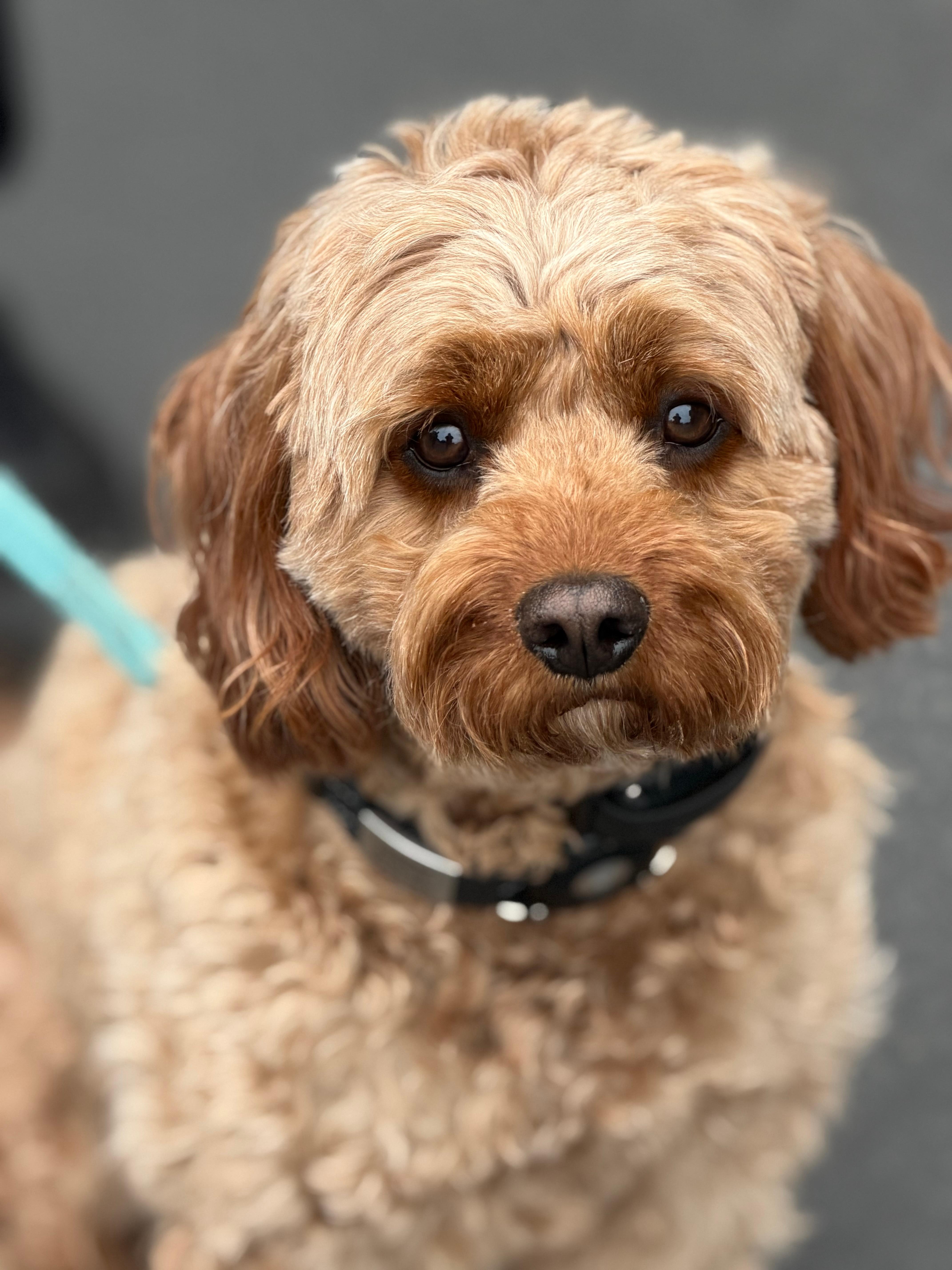 We met this cute boy, Copper, who is a permanent resident of one of the condos!