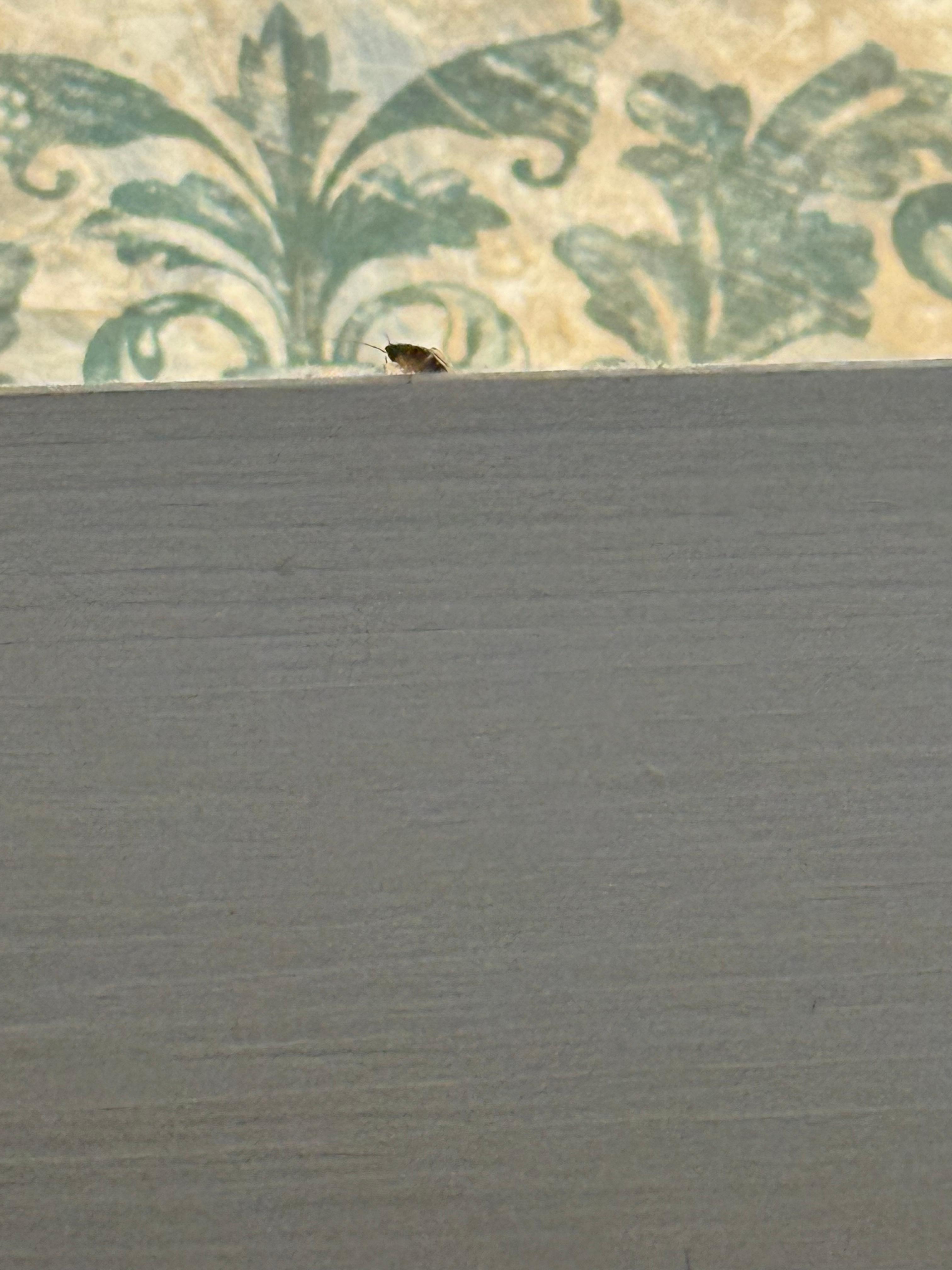 Saw 4 roaches here do not recommend this hotel they offered me another room but I declined ur 